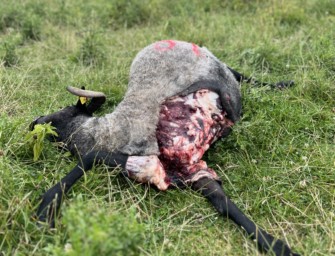 Wölfe Niedersachsen – so soll bejagt werden