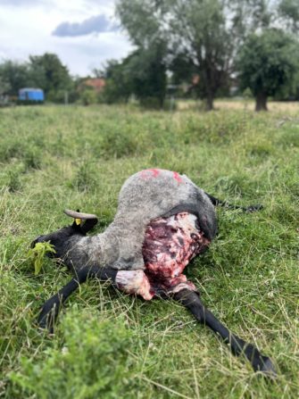 Wölfe Niedersachsen – so soll bejagt werden