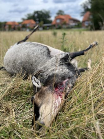 Wölfe reißen Schafe im Ort – Lüneburger Heide