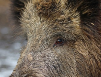ASP in Sachsen: schwarzwildfreie Lösung?