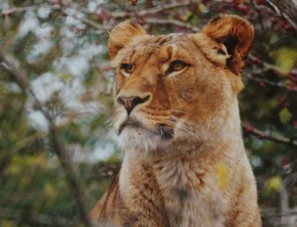 Löwin in Brandenburg entdeckt?