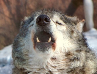 Wolfsbejagung – es bewegt sich etwas