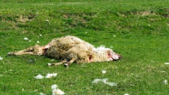 Gerissene Schafe in Niedersachsen – 55 tote Tiere