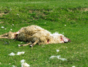 Gerissene Schafe in Niedersachsen – 55 tote Tiere