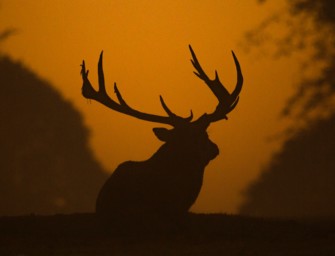 Rotwild im Solling – Wildpark feiert Jubiläum