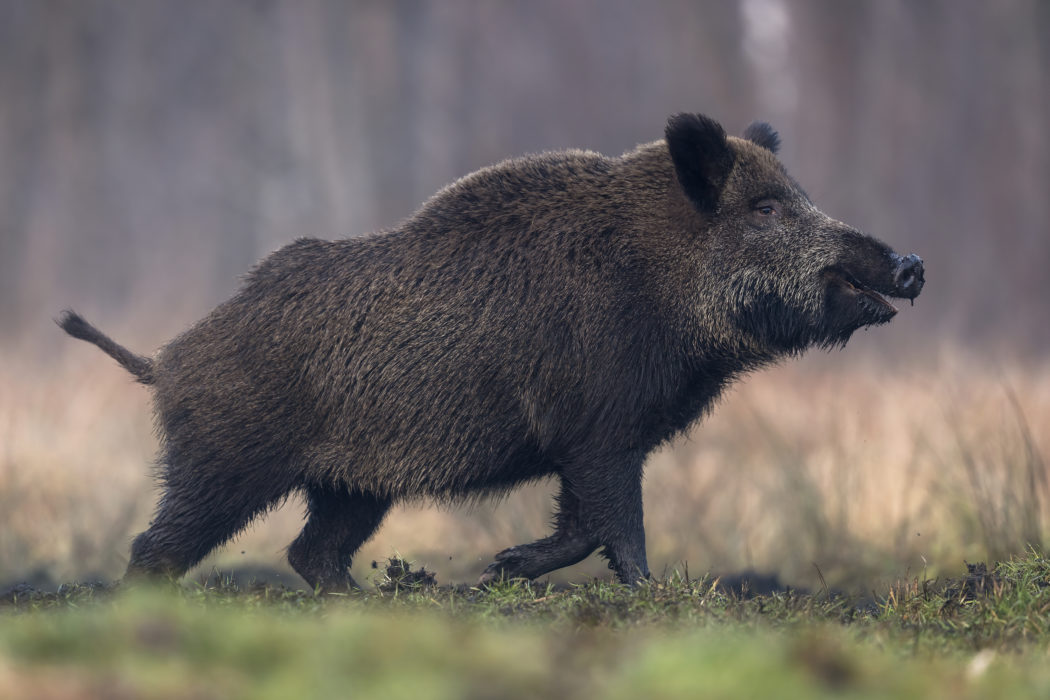 Side view of bear walking on field,Poland
