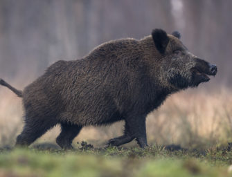 Afrikanische Schweinepest (ASP)- Neues Konzept in Sachsen