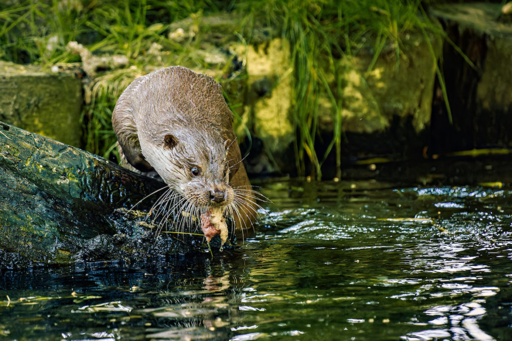 Close-up of bird swimming in lake