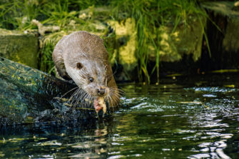 Der Fischotter – ein Raubtier mit Fanclub