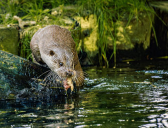 Der Fischotter – ein Raubtier mit Fanclub