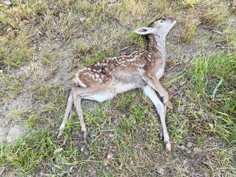 Missbildung als Folge genetischer Verarmung