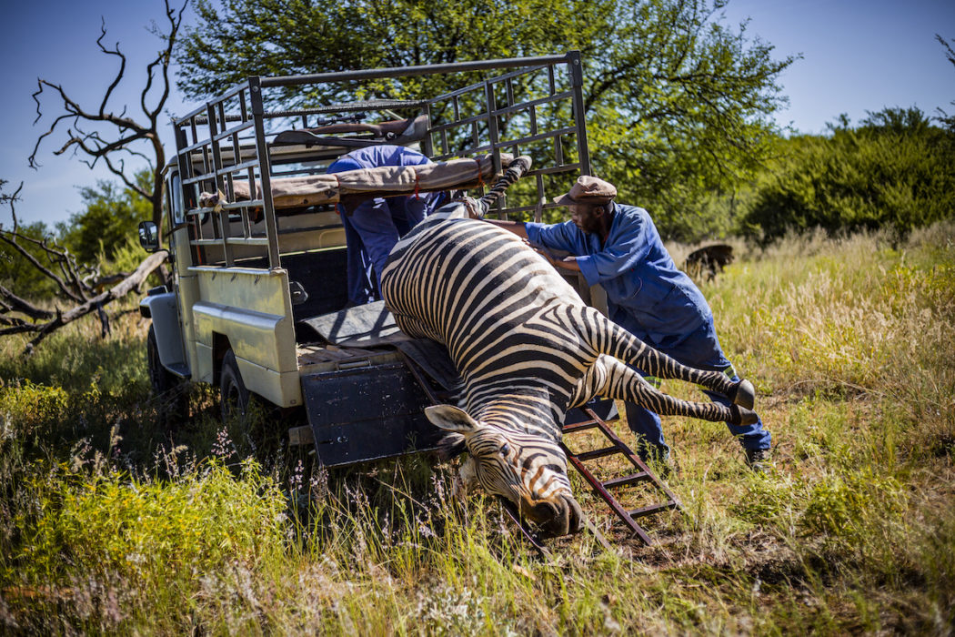 ZebraJagd_21A0459 (1)