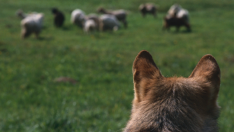 Österreich handelt – einzelne Wölfe werden entnommen