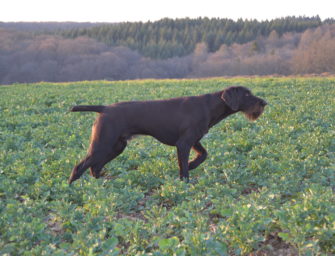 Die Herbstzuchtprüfung – der nächste Schritt zum Gebrauchshund