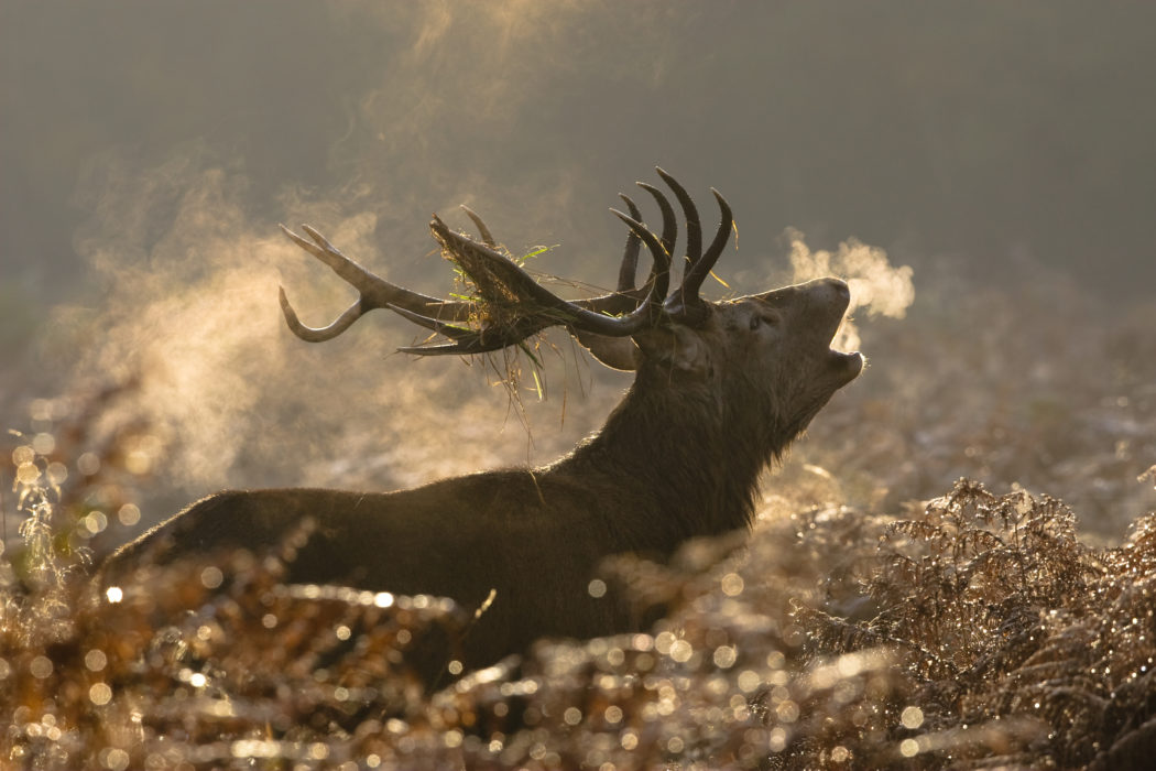Large red deer buck howling in a field