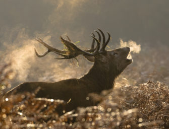 Röhrende Hirsche im Nebel – die Rotwildbrunft startet