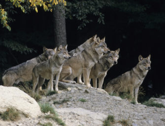 Wolf – Bundesregierung wird zum Handeln aufgefordert