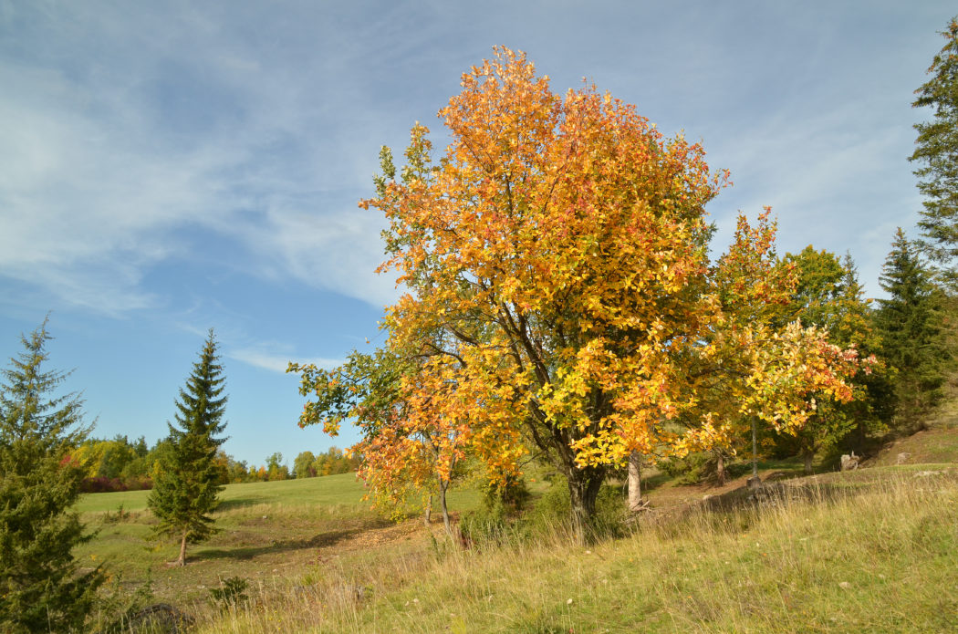 Baum des Jahres 2024 Jäger