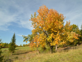 Baum des Jahres 2024