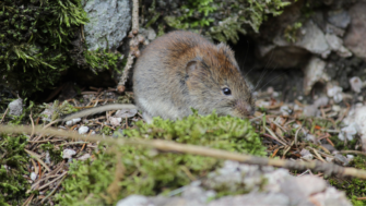 Gefährliche Hüttenromantik – Hantavirus