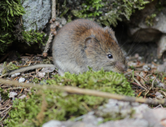 Gefährliche Hüttenromantik – Hantavirus