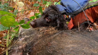 Selten, aber tödlich: Die Aujeszkysche Krankheit