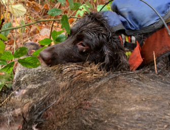 Selten, aber tödlich: Die Aujeszkysche Krankheit