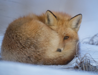 Strategien im Tierreich – so übersteht das Wild den Winter