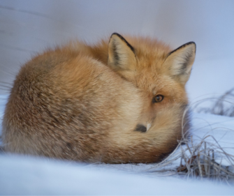 Strategien im Tierreich – so übersteht das Wild den Winter
