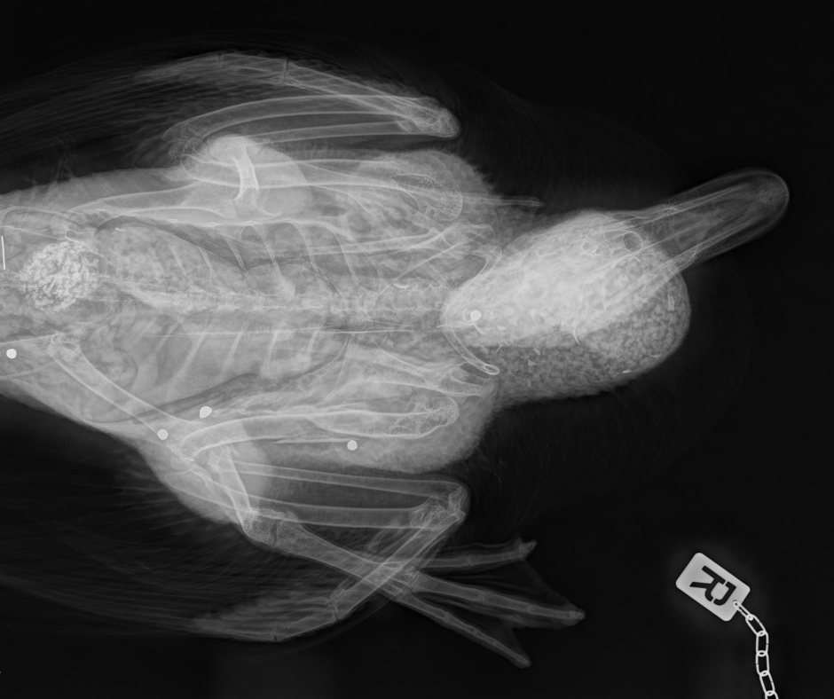 Design ohne Titel (6)