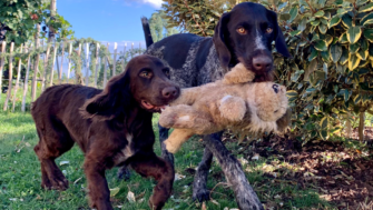 Wer die Wahl hat, hat die Qual: der Jagdhundwelpe