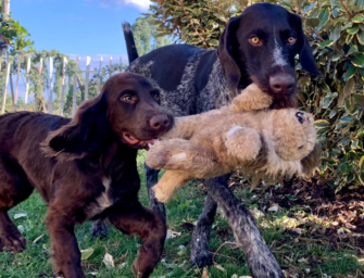 Wer die Wahl hat, hat die Qual: der Jagdhundwelpe