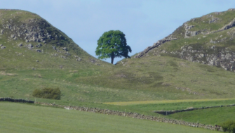 Naturvandalismus – berühmter „Sycamore Gap Tree“ gefällt