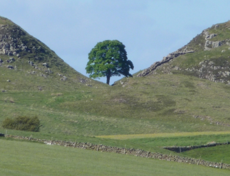 Naturvandalismus – berühmter „Sycamore Gap Tree“ gefällt