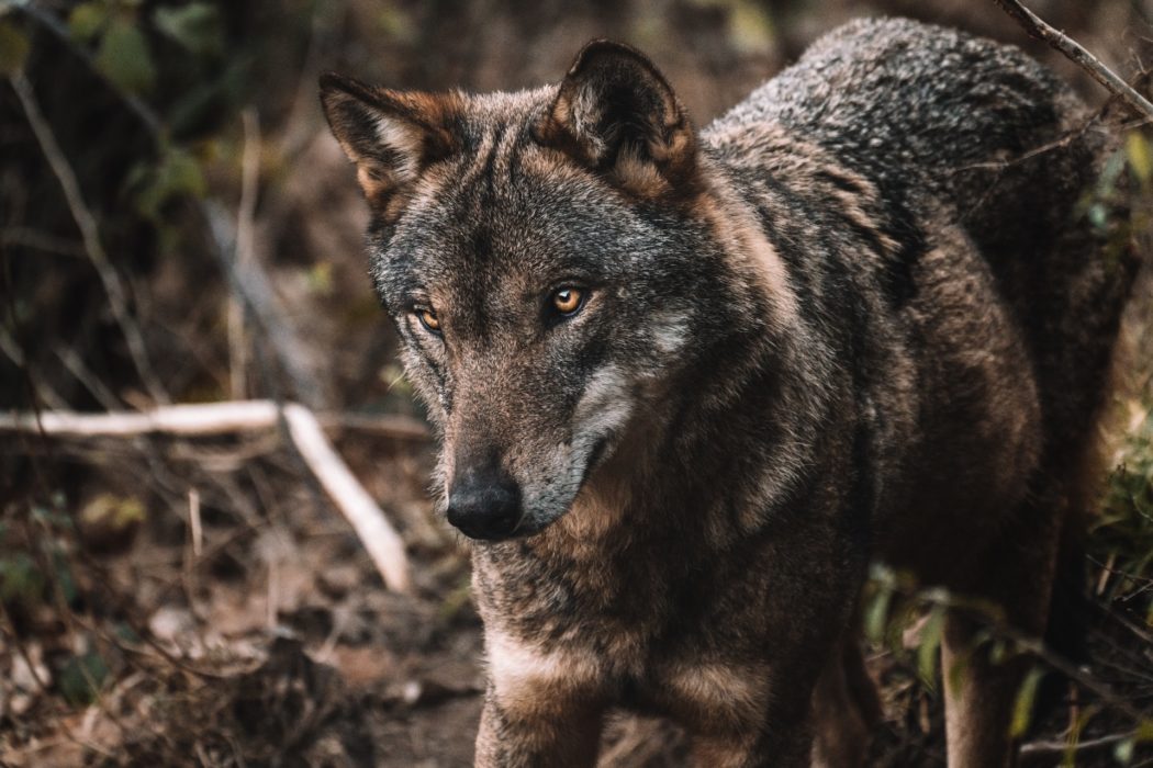 federico-di-dio-photography-kt4vPAiLqRI-unsplash-2