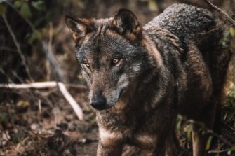 Wolfsrudel im Visier – in Hannover wurde eine Wölfin geschossen