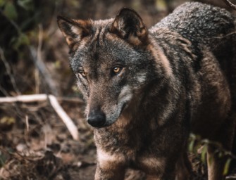 Wolfsrudel im Visier – in Hannover wurde eine Wölfin geschossen