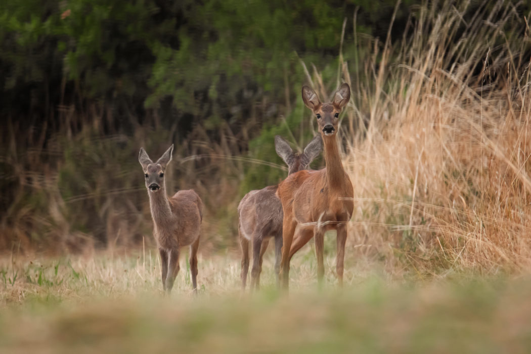 deer with 2 kittens on the meadow