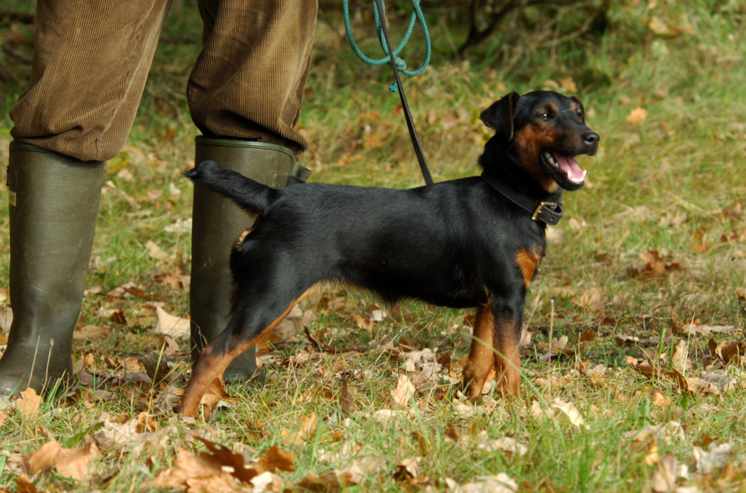 german hunting terrier