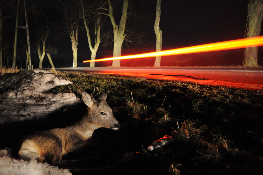roe-deer after accident