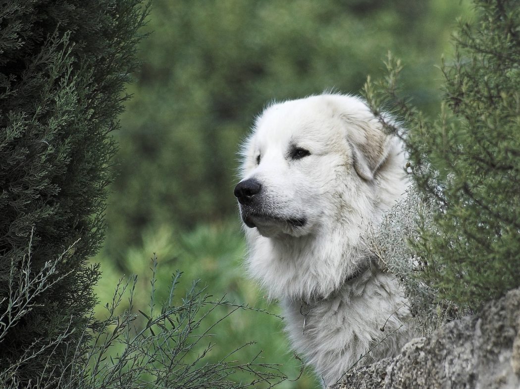 pyrenean-mountain-dog-2690944_1920