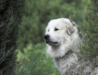 Nachtruhe vor Herdenschutz: Wolf hat leichtes Spiel
