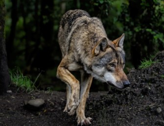Steffie Lemke im Wolfsfieber