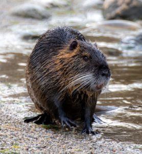 Nutria