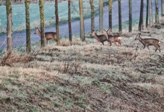 Wildunfälle entschärfen – Hessen setzt auf Aufklärung