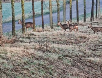 Wildunfälle entschärfen – Hessen setzt auf Aufklärung