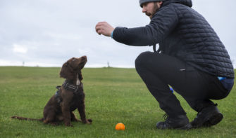 Das kleine Einmaleins: Wie bringe ich meinem Hund Sitz bei?