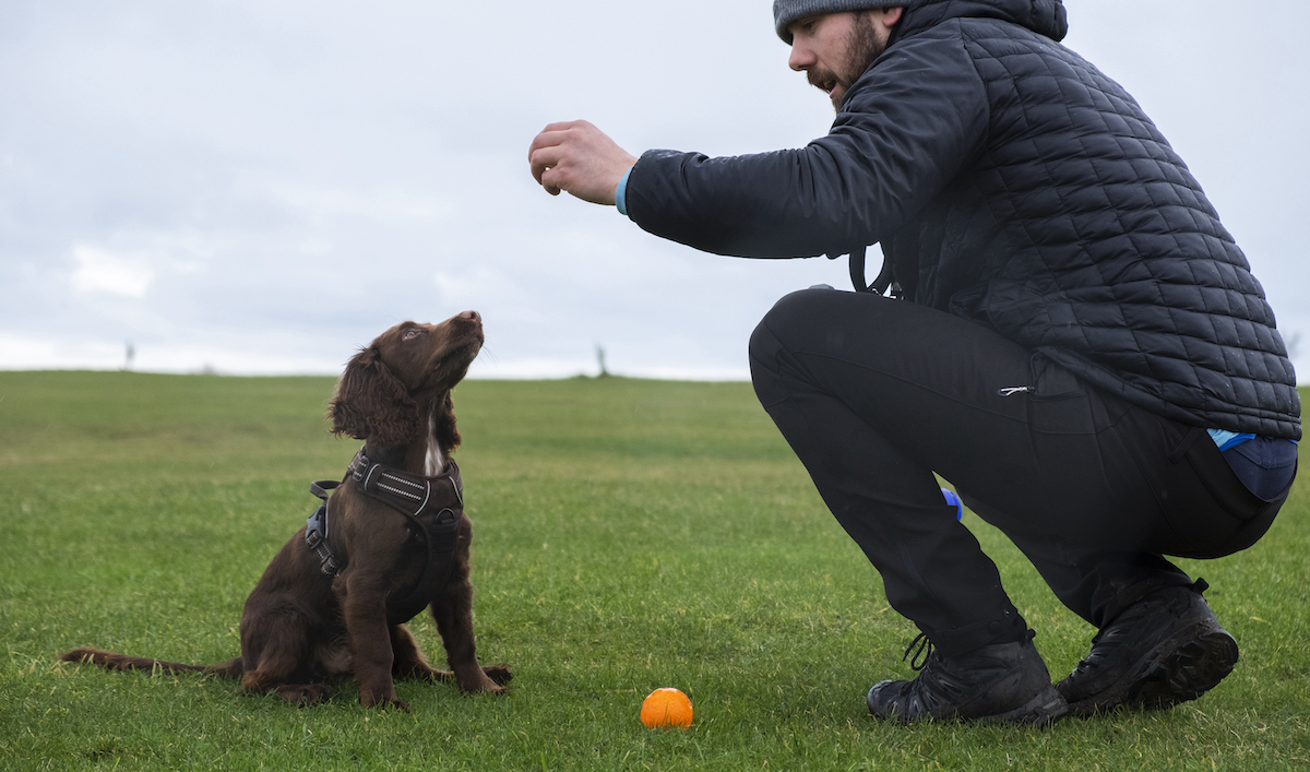 Wie Bringe Ich Meinem Hund Rückwärts Gehen Bei www.jaegermagazin.de