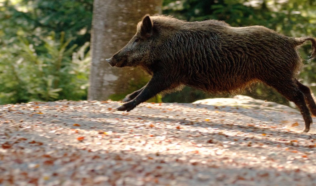 Wild Boar (Sus scrofa) bounding