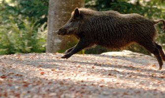 Kaliber für die Drückjagd? Welche Laborierungen Sauen umhauen